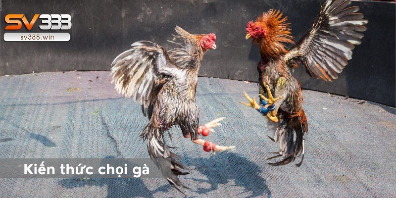 AE888 Đá Gà: Hé Lộ 5 Mẹo Hay Nhất Từ Những Cao Thủ 3 Mẹo Đá Gà online – Nắm bắt các kiến thức về chọi gà