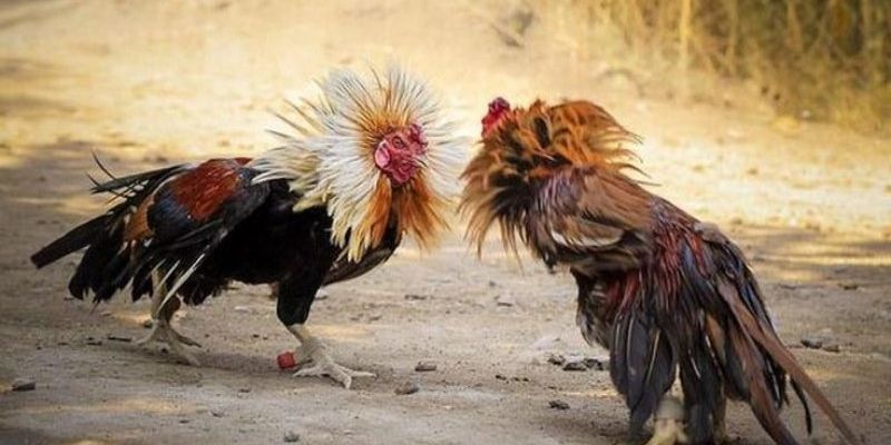 Đá gà Campuchia thu hút nhiều người xem