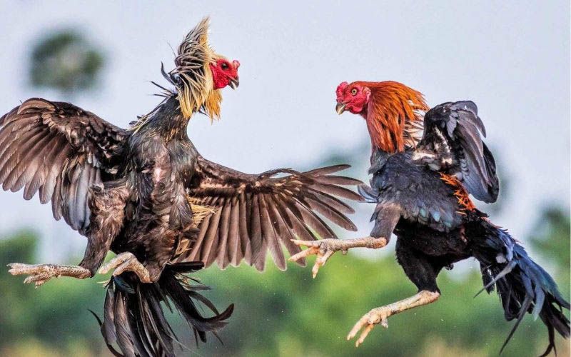 Đá gà cựa sắt kịch tính đến nghẹt thở