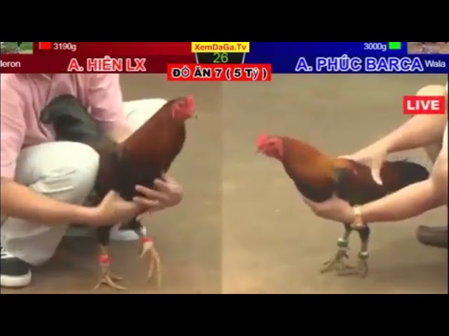 nhung tran da ga sieu kinh dien 2 1
