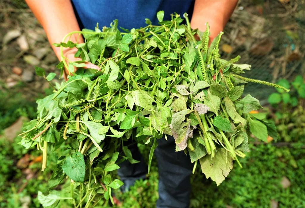 Cho gà đá ăn nhiều rau xanh