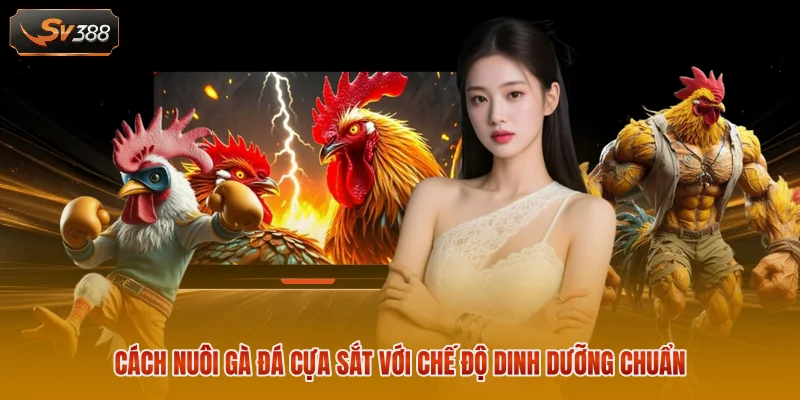 Cách Nuôi Gà Đá Cựa Sắt - Bí Quyết Luyện Chiến Kê Dũng Mãnh 1 Cách nuôi gà đá cựa sắt với chế độ dinh dưỡng chuẩn