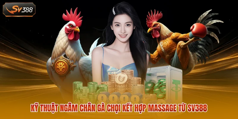 Kỹ thuật ngâm chân gà chọi kết hợp massage từ SV388 