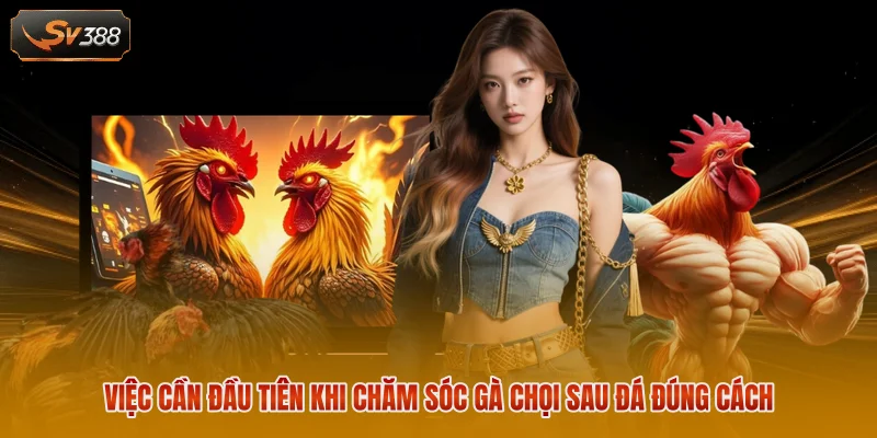 Chăm Sóc Gà Chọi Sau Đá - Quy Trình Phục Hồi Đúng Cách 1 Việc cần đầu tiên khi chăm sóc gà chọi sau đá đúng cách