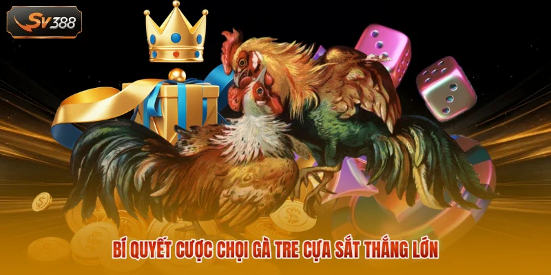 Bí quyết cược chọi gà tre cựa sắt thắng lớn 